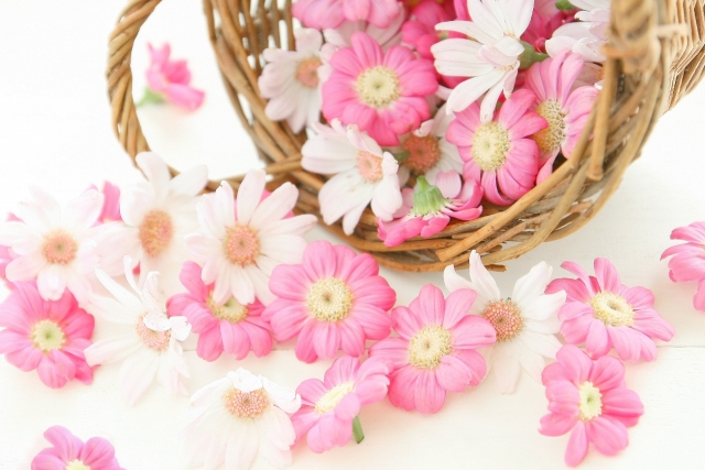 ピンクと白の花