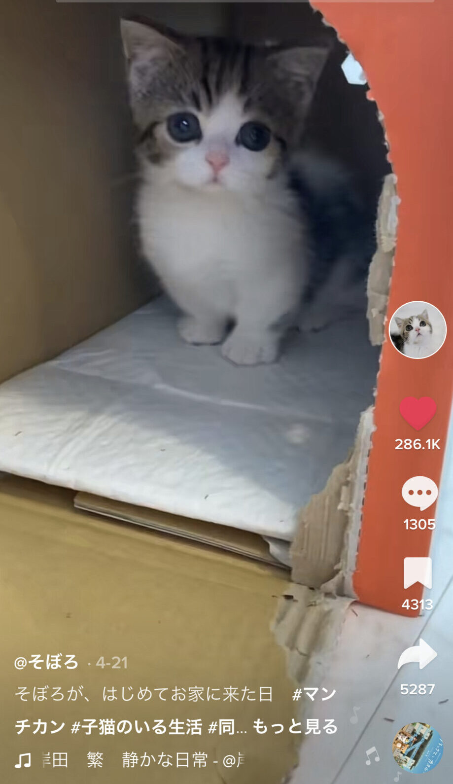 TikTok スクショ