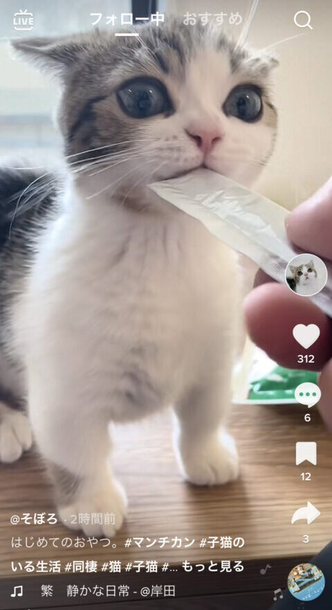 TikTok　ウォーターマーク　消す