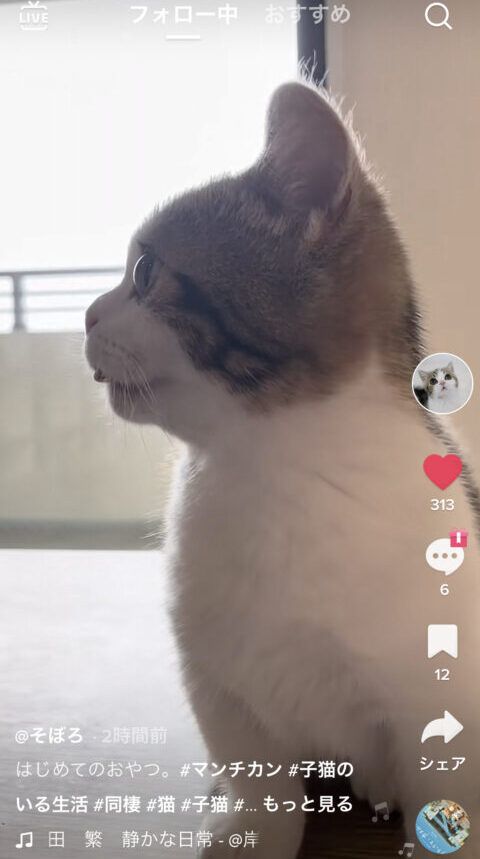 TikTok　ウォーターマーク　消す