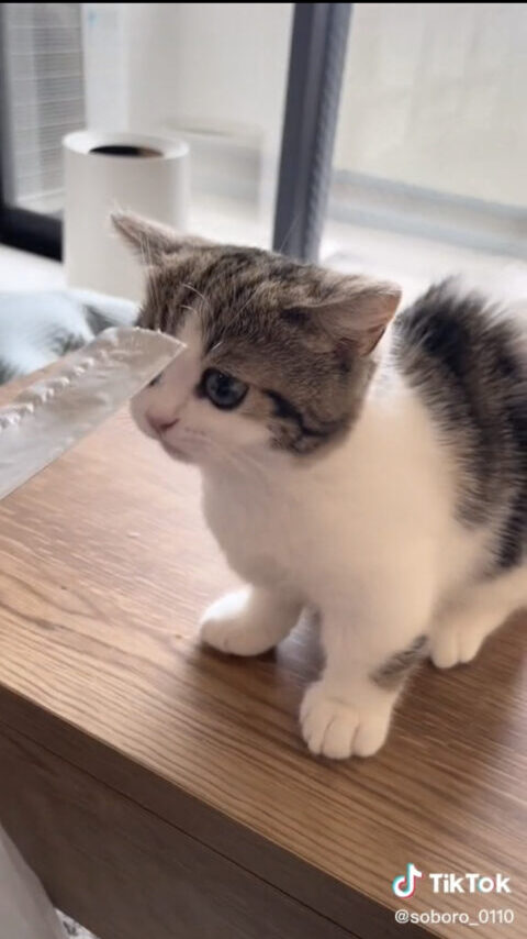 TikTok　ウォーターマーク　消す