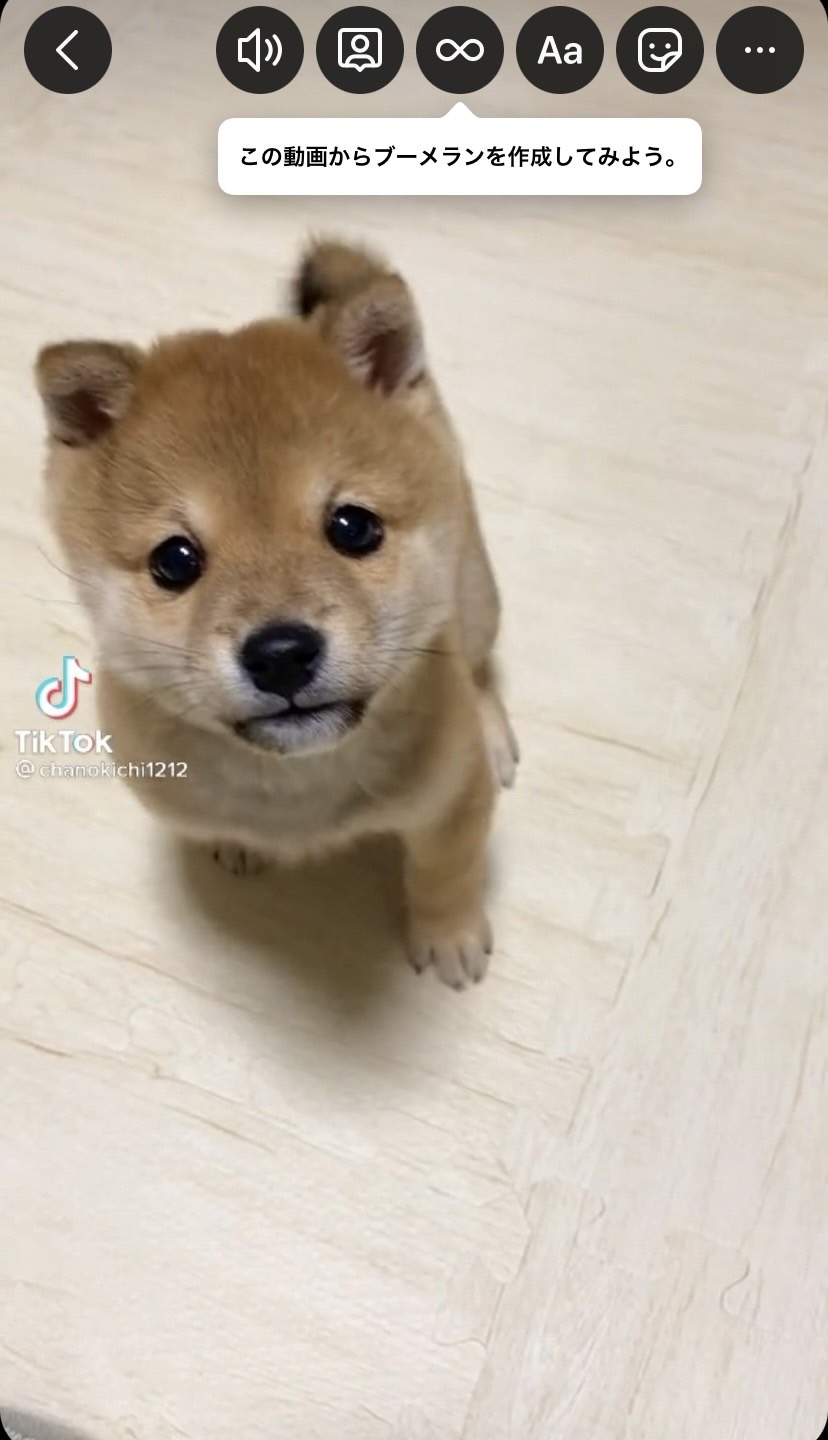 TikTok Instagram　シェア