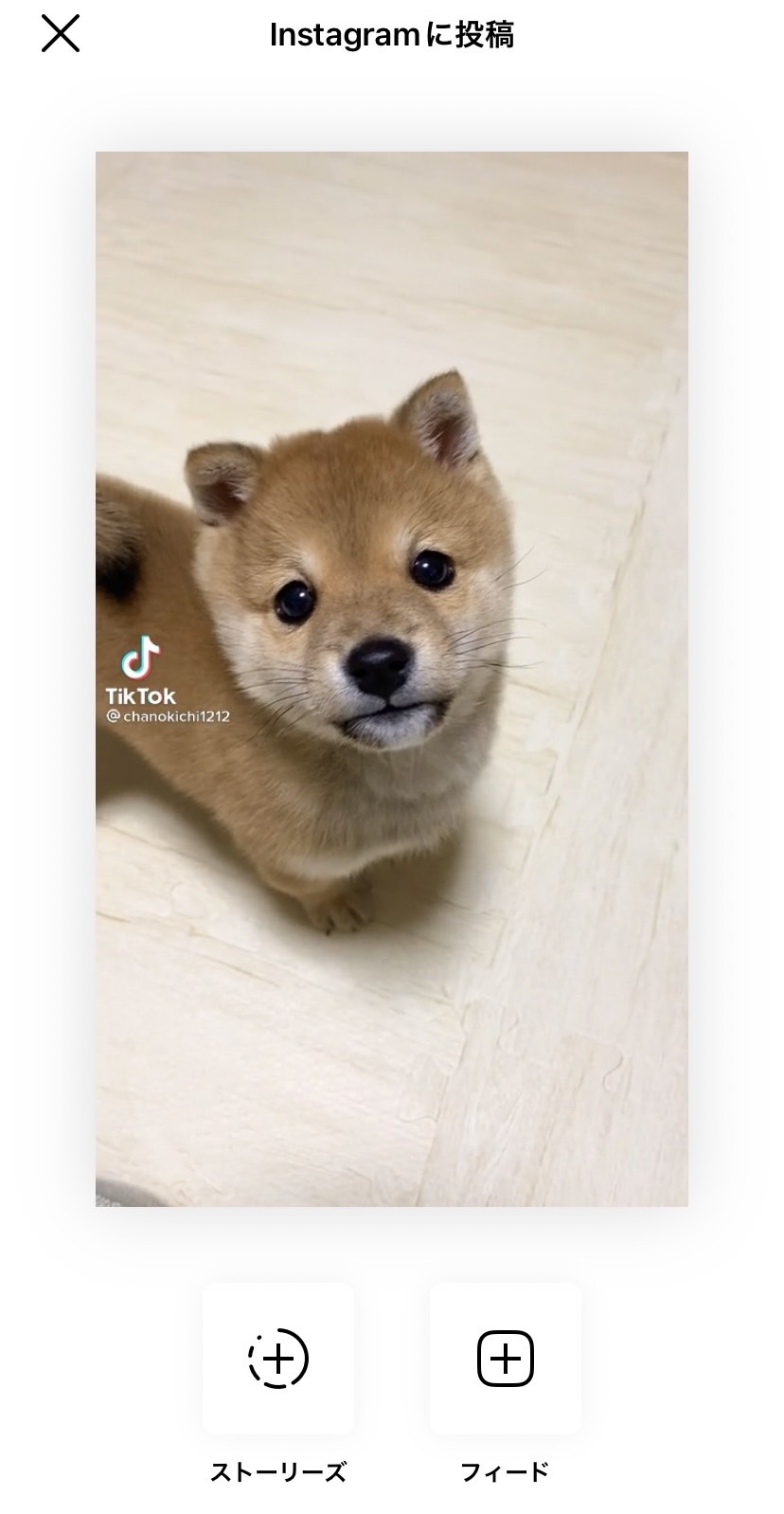 TikTok Instagram　シェア